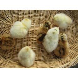 Broedeieren Araucana kippen groot met staart ( groene eieren