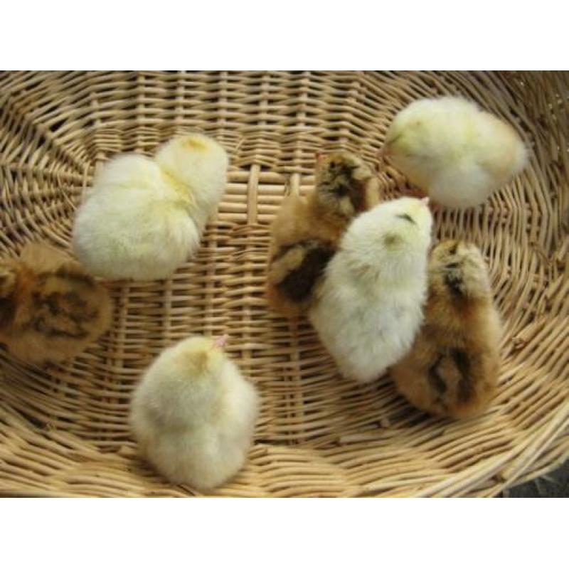 Broedeieren Araucana kippen groot met staart ( groene eieren
