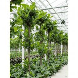 Ficus Lyrata - Vioolplant 465-475cm art36247