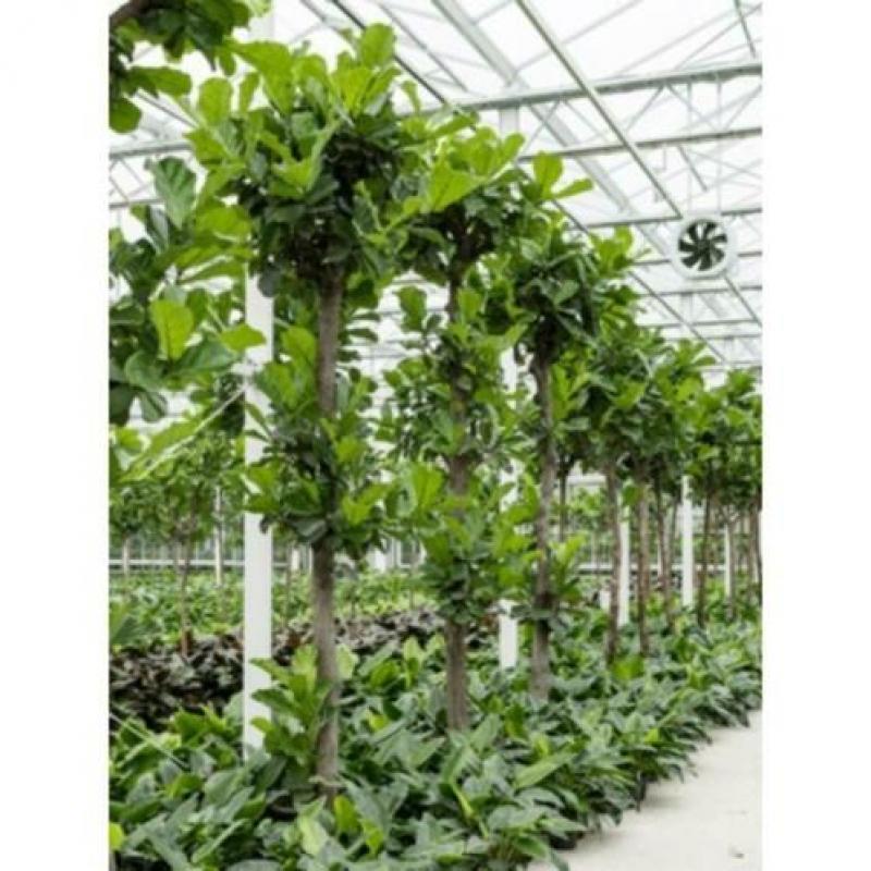 Ficus Lyrata - Vioolplant 465-475cm art36247