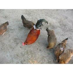 Broedeieren Araucana kippen groot met staart ( groene eieren