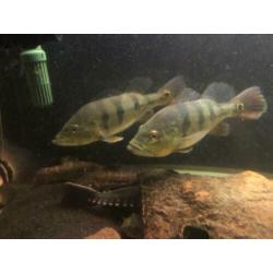 Koppel cichla monoculus. Arowana datnioides potamotrygon gar