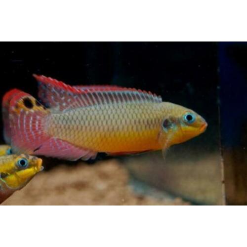 groote keus, kleurige aquariumvissen , dwerg chichlide