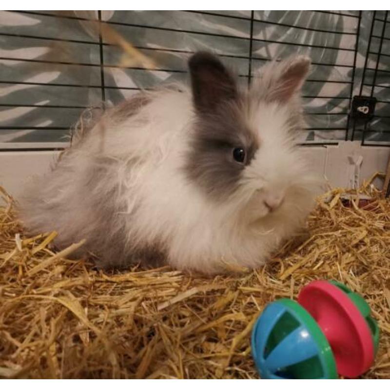 Konijn voedster 1 jaar oud