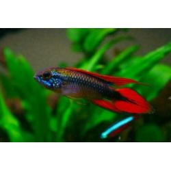 groote keus, kleurige aquariumvissen , dwerg chichlide