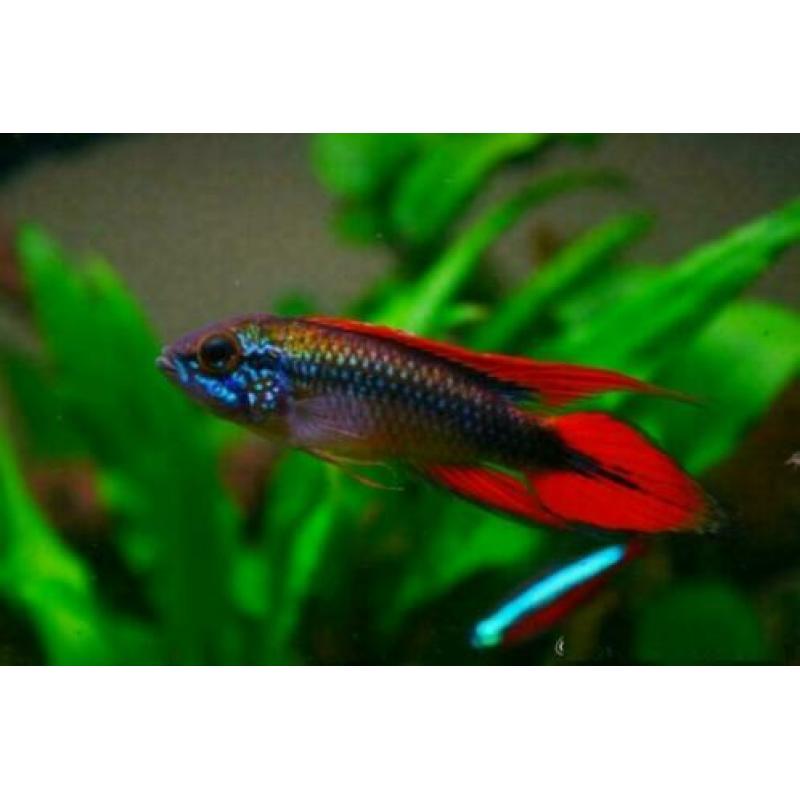 groote keus, kleurige aquariumvissen , dwerg chichlide