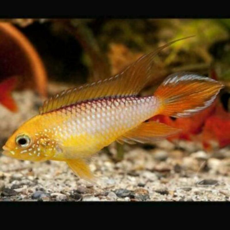 groote keus, kleurige aquariumvissen , dwerg chichlide