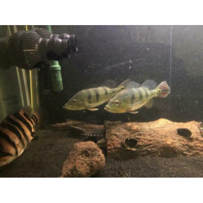 Koppel cichla monoculus. Arowana datnioides potamotrygon gar