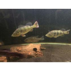 Koppel cichla monoculus. Arowana datnioides potamotrygon gar