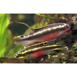 groote keus, kleurige aquariumvissen , dwerg chichlide
