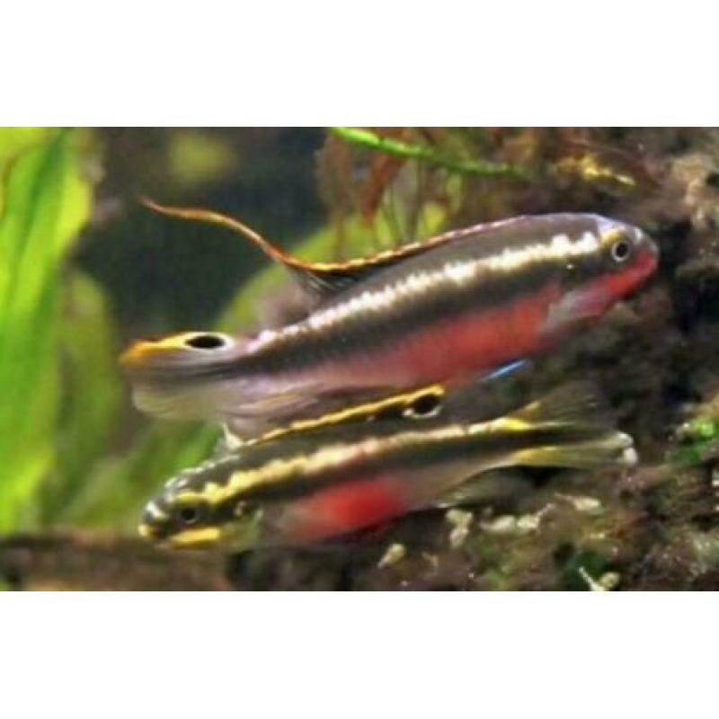 groote keus, kleurige aquariumvissen , dwerg chichlide