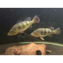 Koppel cichla monoculus. Arowana datnioides potamotrygon gar