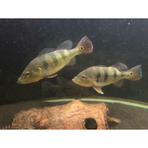 Koppel cichla monoculus. Arowana datnioides potamotrygon gar