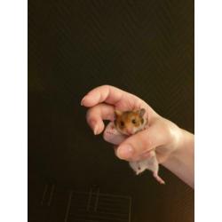 Lieve Syrische hamster goudhamster
