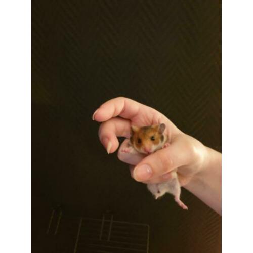 Lieve Syrische hamster goudhamster