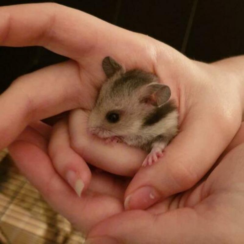Lieve Syrische hamster goudhamster