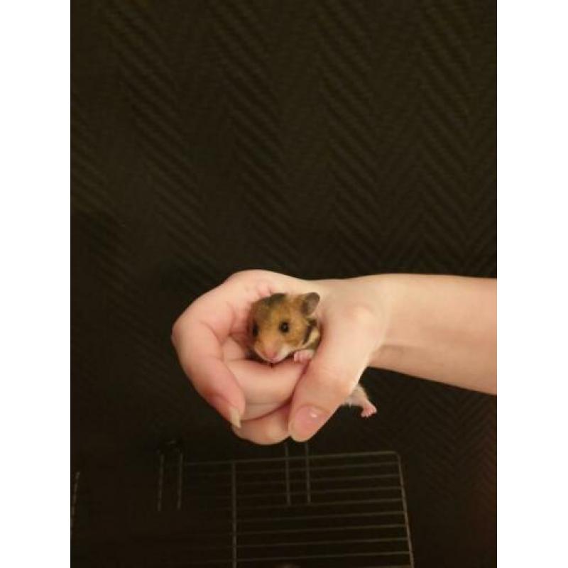 Lieve Syrische hamster goudhamster