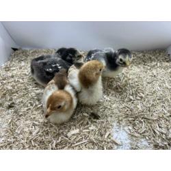 Wyandotte kriel kuikens in diverse kleuren en leeftijden.