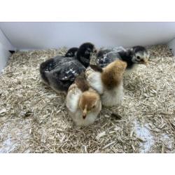 Wyandotte kriel kuikens in diverse kleuren en leeftijden.