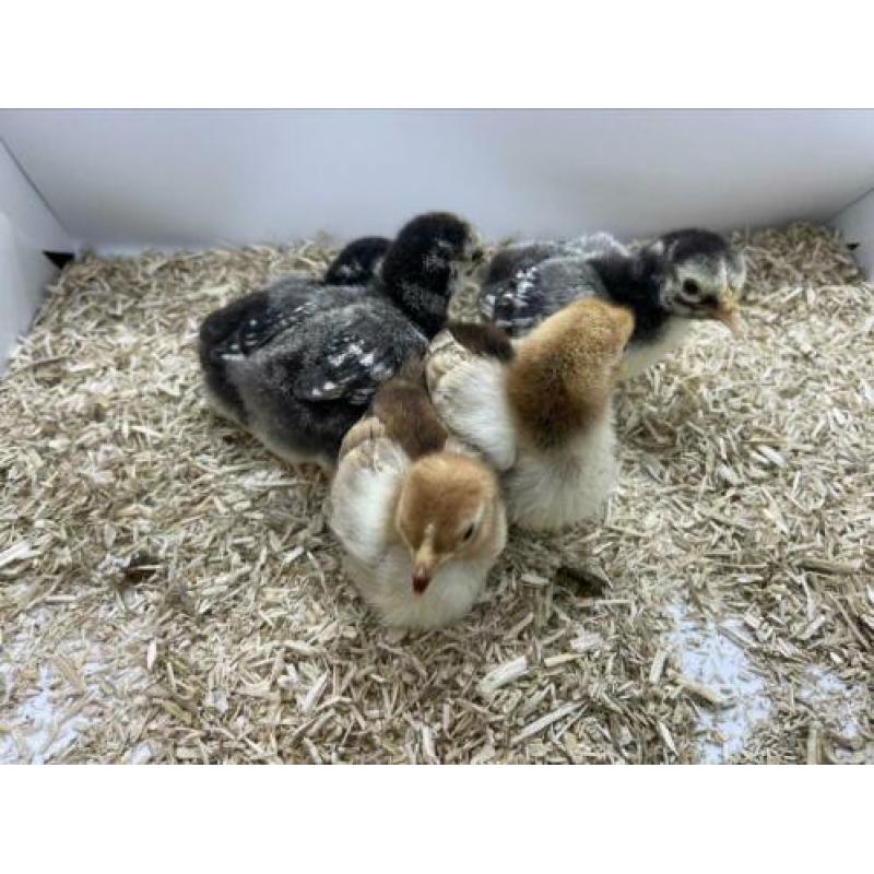 Wyandotte kriel kuikens in diverse kleuren en leeftijden.