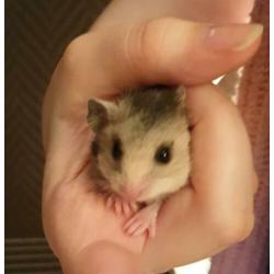 Lieve Syrische hamster goudhamster