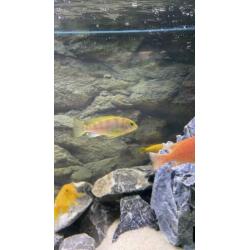 Malawi koppel te koop