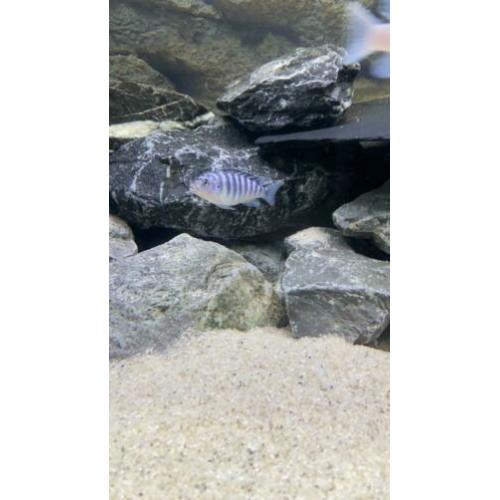 Malawi koppel te koop