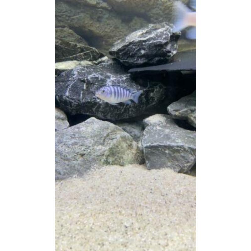 Malawi koppel te koop