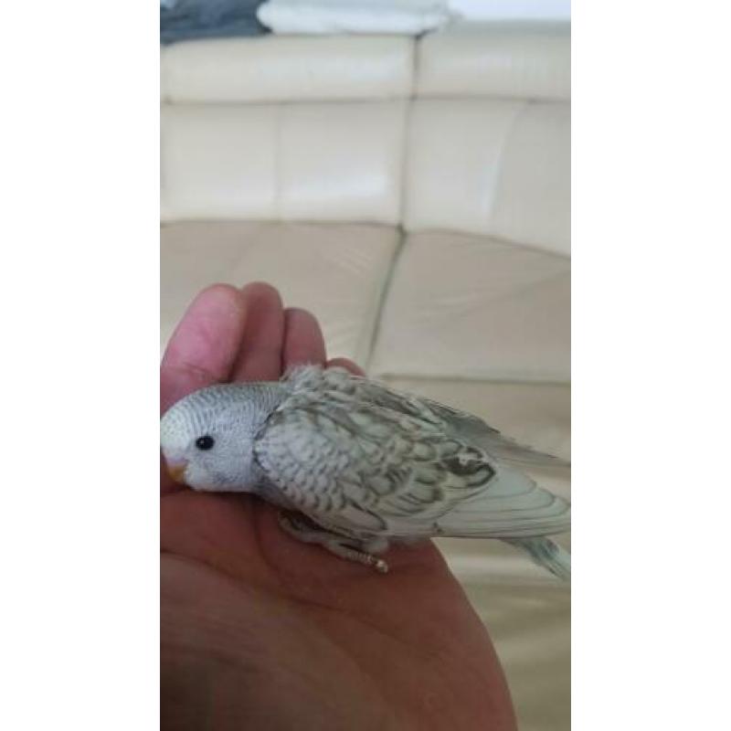 Baby parkietjes te reserveren.
