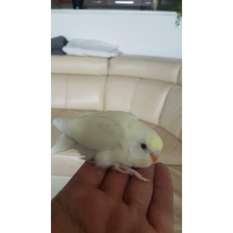 Baby parkietjes te reserveren.