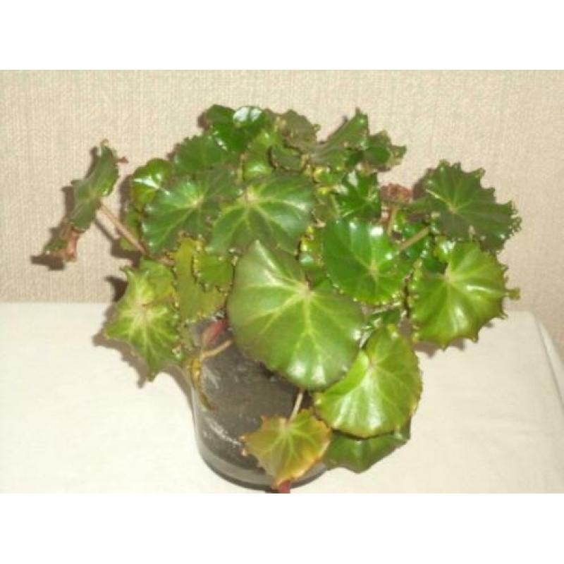 Drie mooie kamerplanten