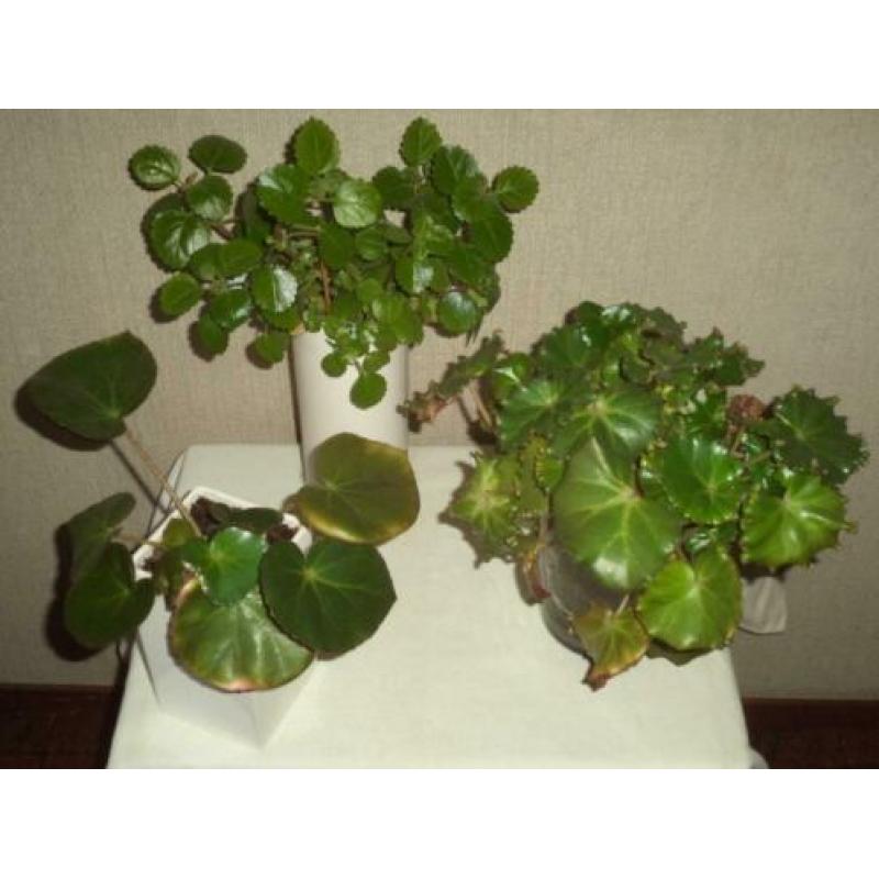 Drie mooie kamerplanten