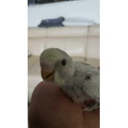 Baby parkietjes te reserveren.