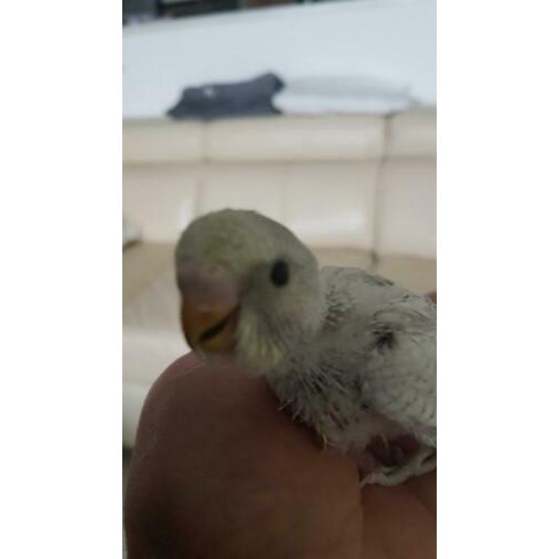 Baby parkietjes te reserveren.