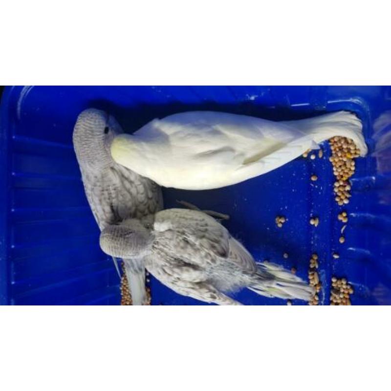 Baby parkietjes te reserveren.