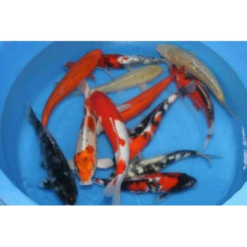 Grote collectie Japan koi een en twee jarige koi