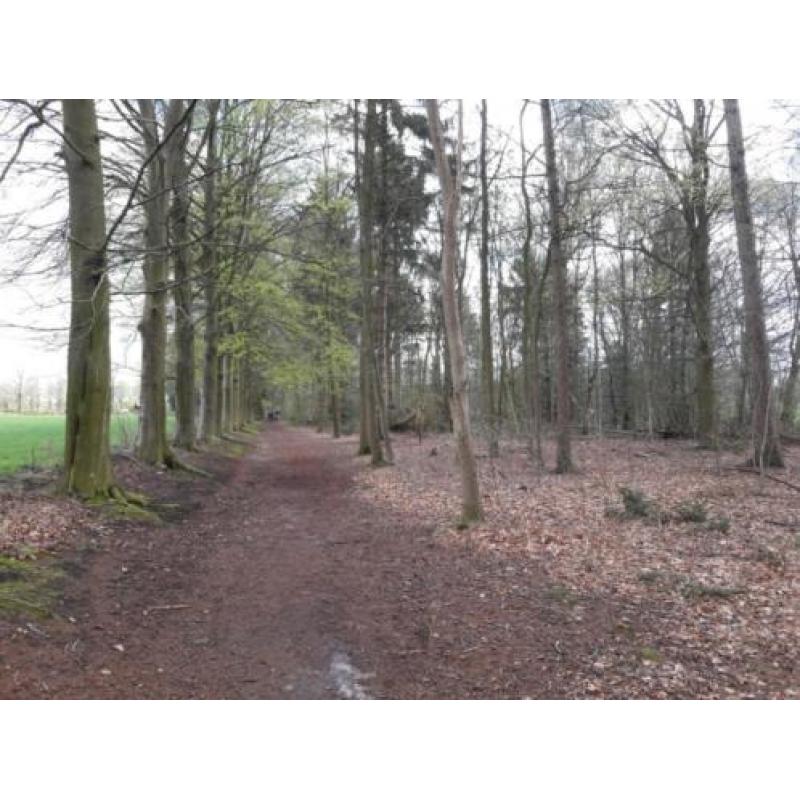 wandelmaatje / wandelvriend(in) / wandelgezelschap