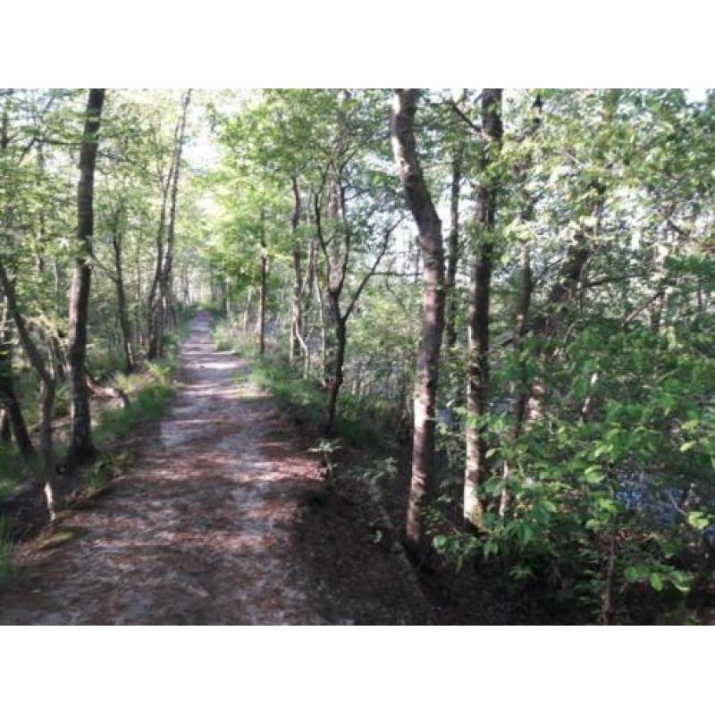 wandelmaatje / wandelvriend(in) / wandelgezelschap