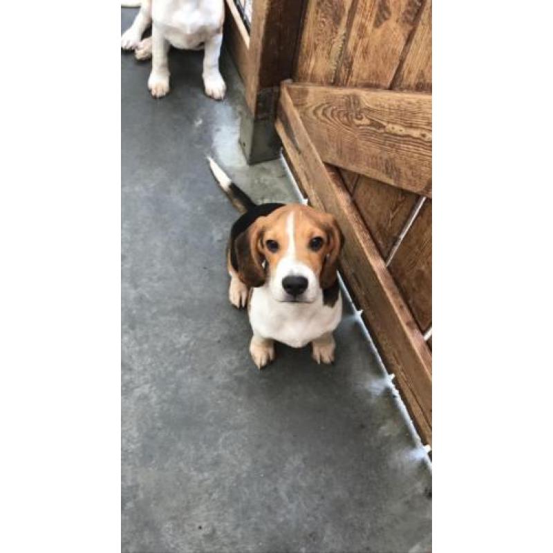 beagle pups zoeken thuis!