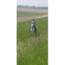 lieve recreatie pony