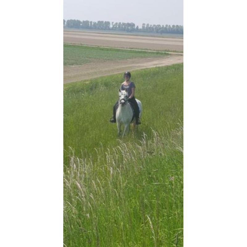 lieve recreatie pony