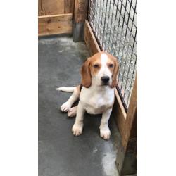 beagle pups zoeken thuis!