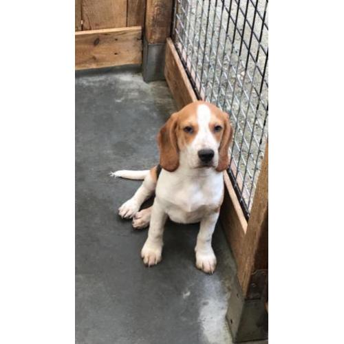 beagle pups zoeken thuis!