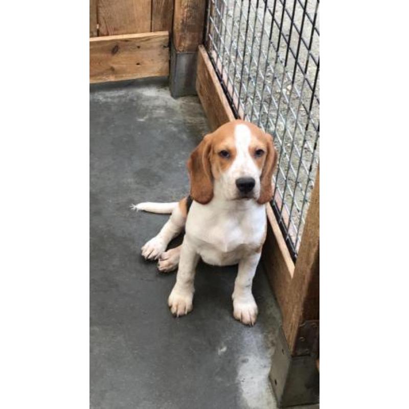 beagle pups zoeken thuis!
