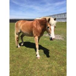 Recreatieve Haflinger van 18 jaar