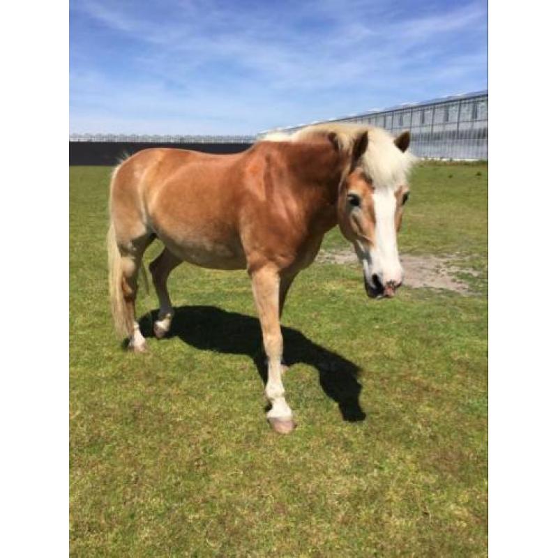 Recreatieve Haflinger van 18 jaar