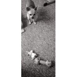 Chihuahua Reutje. 2 en een half. Zoekt liefde en aandacht.