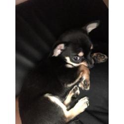 Lieve Chihuahua pup