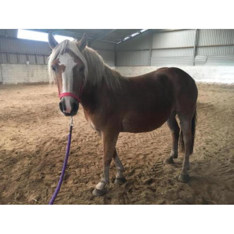 17 Haflingers onbeleerd te koop