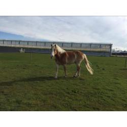 Recreatieve Haflinger van 18 jaar